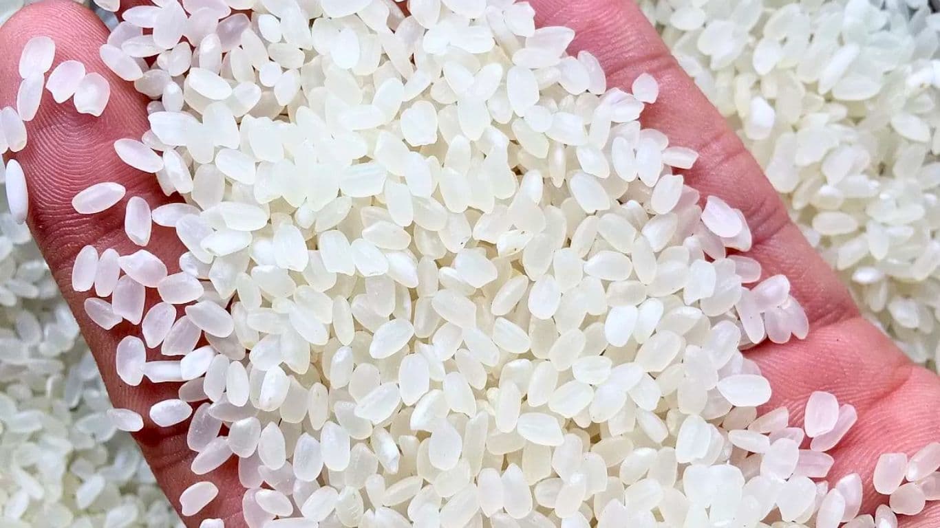 Vietnam rice export